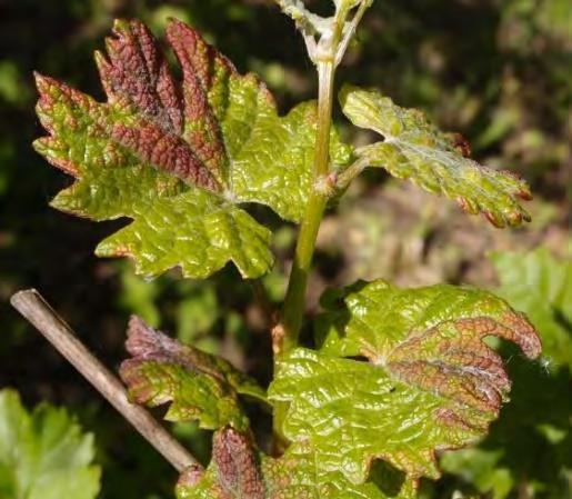 Plíseň révy (vyhodnocení situace z jednotlivých meteorologických stanic naleznete zde) Stanovení potřeby ošetřování: Zahájení ošetřování by mělo být usměrněno podle některé z metod krátkodobé