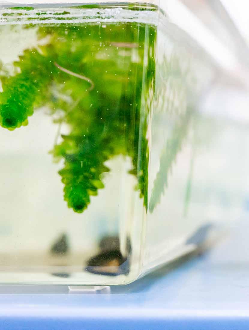 Ekologie, biologie a a medicína A / Věda a výzkum 2/2019 PŘEŽIJÍ obojživelníci klimatické změny? Kdy jste naposledy v přírodě viděli ropuchu, čolka nebo mloka?
