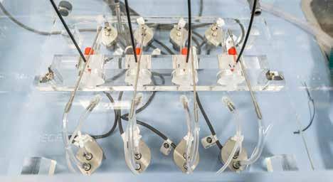 Ekologie, biologie a medicína A / Věda a výzkum 2/2019 Respirometrické komůrky slouží k měření rychlosti energetického metabolismu čolků.
