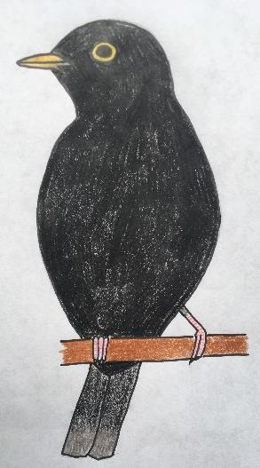 mistrovství Tříletá služba,