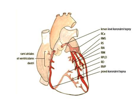 V koronárním řečišti často nalezneme spojky (anastomózy) mezi jednotlivými větvemi hlavních tepen i mezi hlavními koronárními tepnami navzájem.