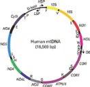 Hansikova Laboratory for Study of Mitochondrial Disorders, Department of Pediatrics and Adolescent Medicine, General University Hospital and First Faculty of Medicine, Charles University, Prague, CZ