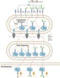 3 4 Bioenergetic parameters in patients with Congenital Disorders of Glycosylation L. Zdrazilova, J. Krizova, N. Ondruskova, T. Honzik, J. Zeman, H.