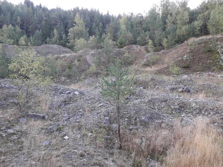 peň se tak stal útvarem těženým jak hlubinně prostřednictvím dolu Stannum, i povrchově.