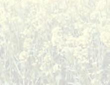 Preemergentně do 3 dnů po zasetí 1,4 l/ha METAROCK + 0,15 0,25 l/ha BOA 360CS + 0,1 l/ha ZEMIN SOMERO Chundelka metlice Heřmánky Účinná