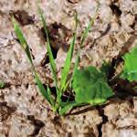 listu až počátek odnožování 1,0 1,5 l/ha - proti výdrolu obilnin v plném odnožování, trávovité plevele 2,0 l/ha - proti pýru plazivému Privium Forte 150 EC se aplikuje  