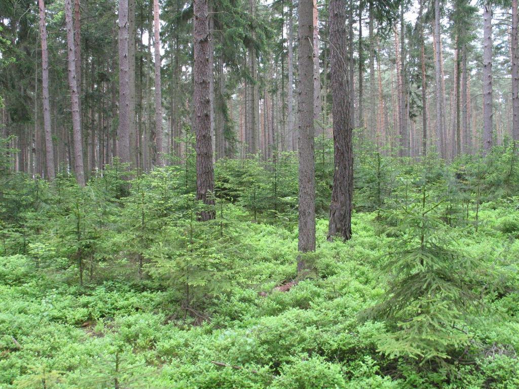První fáze přestavby jehličnatého stejnověkého porostu (BO 80%, SM 20%, JD jednotlivě): hloučkovitě