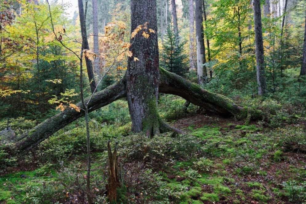 Boubínský prales Boubínský prales - NPR Boubínský prales v CHKO Šumava - 3.