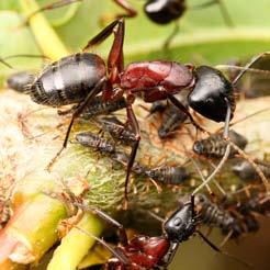 trophalaxi, tedy sdílení potravy v celé kolonii, jsou nástrahy velice efektivním a oblíbeným nástrojem kontroly mravenců.