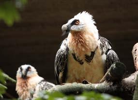 Lev berberský - mládě / foto: L. Melichar Orlosup bradatý / foto: Zoo Liberec a ještě v den úhynu prvního z mláďat byla obě pozorována při sání mateřského mléka.
