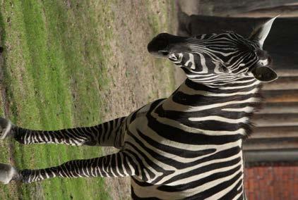 Zebra bezhřívá / foto: Zoo Liberec vázané v přímé blízké linii na Vágnerovy transporty ze sedmdesátých let a také její aktuálně slušné kondici, jsme se ale s kolegy z dvorské zoo domluvili na přesunu