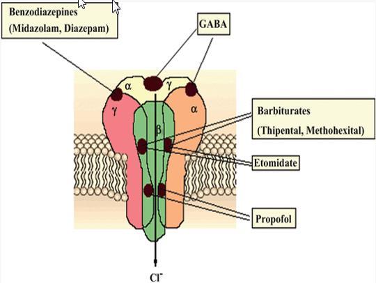 Hlavní místo účinku anestetik GABA-A receptor anestetika - pozitivní alosterické modulátory GABA GABA-A, C (ionotropní), GABA-B (metabotropní) 11 vazebných míst: barbituráty, benzodiazepiny,