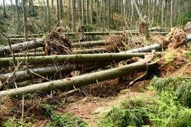 Bouřka může způsobit značné škody při velkém spadu deště, kdy vzniknou lokální povodně, nárazy větru mohou ničit střechy a polámat stromy.