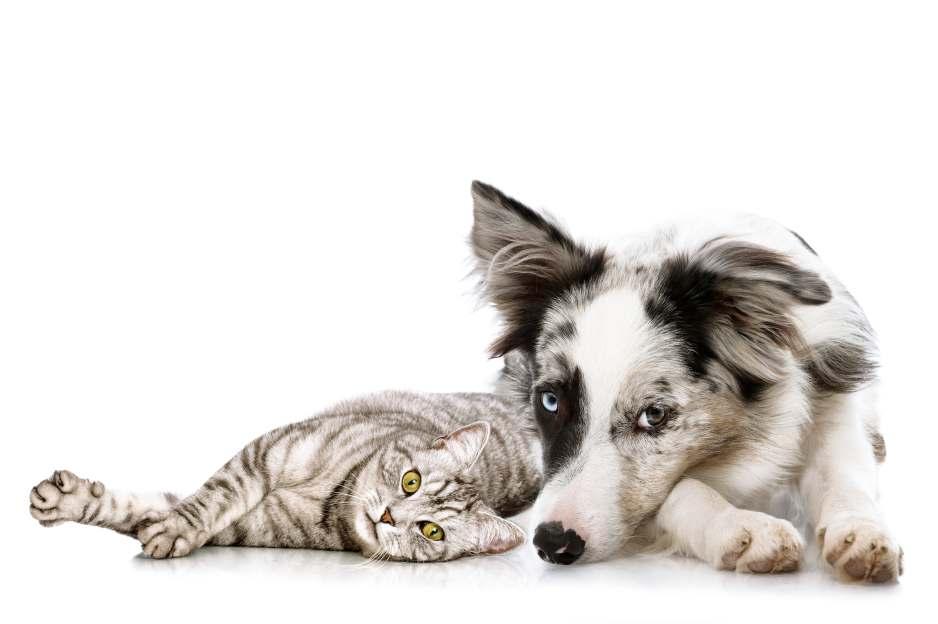 ANALGETIKA ANALGETIKA NOVINKA MELOXICAM Bioveta 5 mg/ml injekční roztok pro psy a kočky NSAID analge kum v injekční formě k subkutánní a intravenózní aplikaci.