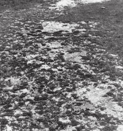 Salicornion prostratae společenstva není snadná. Dominantní druh Salicornia prostrata by bylo nutné vyset na plochy zbavené drnu a o populaci dále pečovat. Rozšíření.