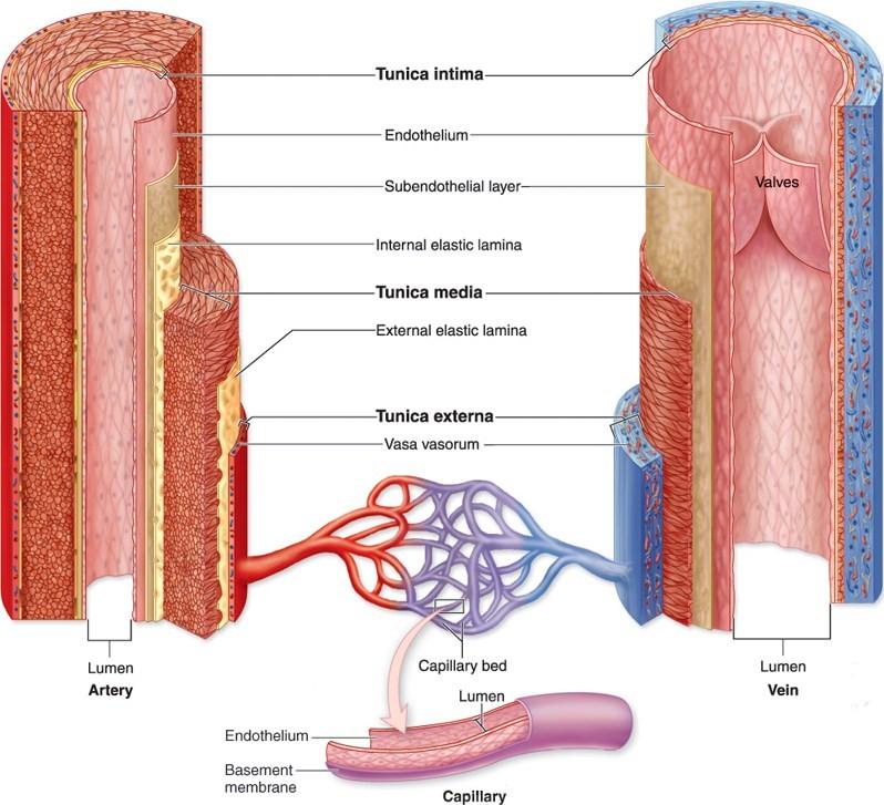 Obr.2: Stavba artérie, žíly, kapiláry http://phsgirard.org/anatomy.