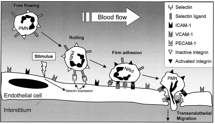 lipoprotein (a), degradovaný kolagen a elastin a cytokiny IL-1 a TNF-α.