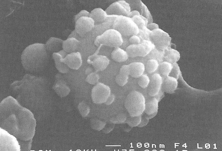 Sirné bakterie ukládající síru na povrchu buněk Thiobacillus s granulemi síry Bioexkretované částice mají v průměru asi 1 μm, jádrem je krystalická ortorhombická síra.
