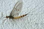 Ephemeroptera lov dospělců smýkačkou nebo do výletových pastí