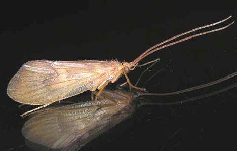 Trichoptera soumračná aktivita dospělců - lov na světlo vhodné smýkat na pobřežní