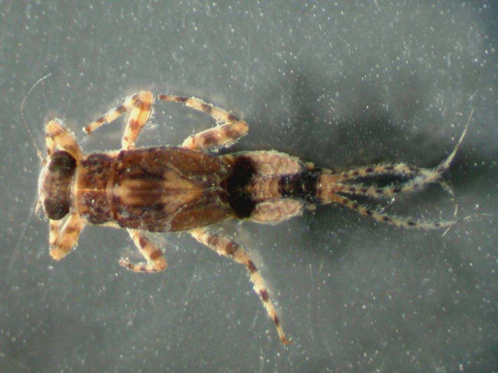 Ephemeridae dostatek