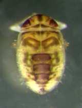 rodu Gerris - Aquarius Hydrometridae