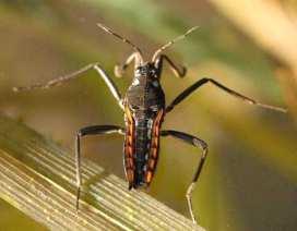 Micronectidae - v tekoucí vodě,