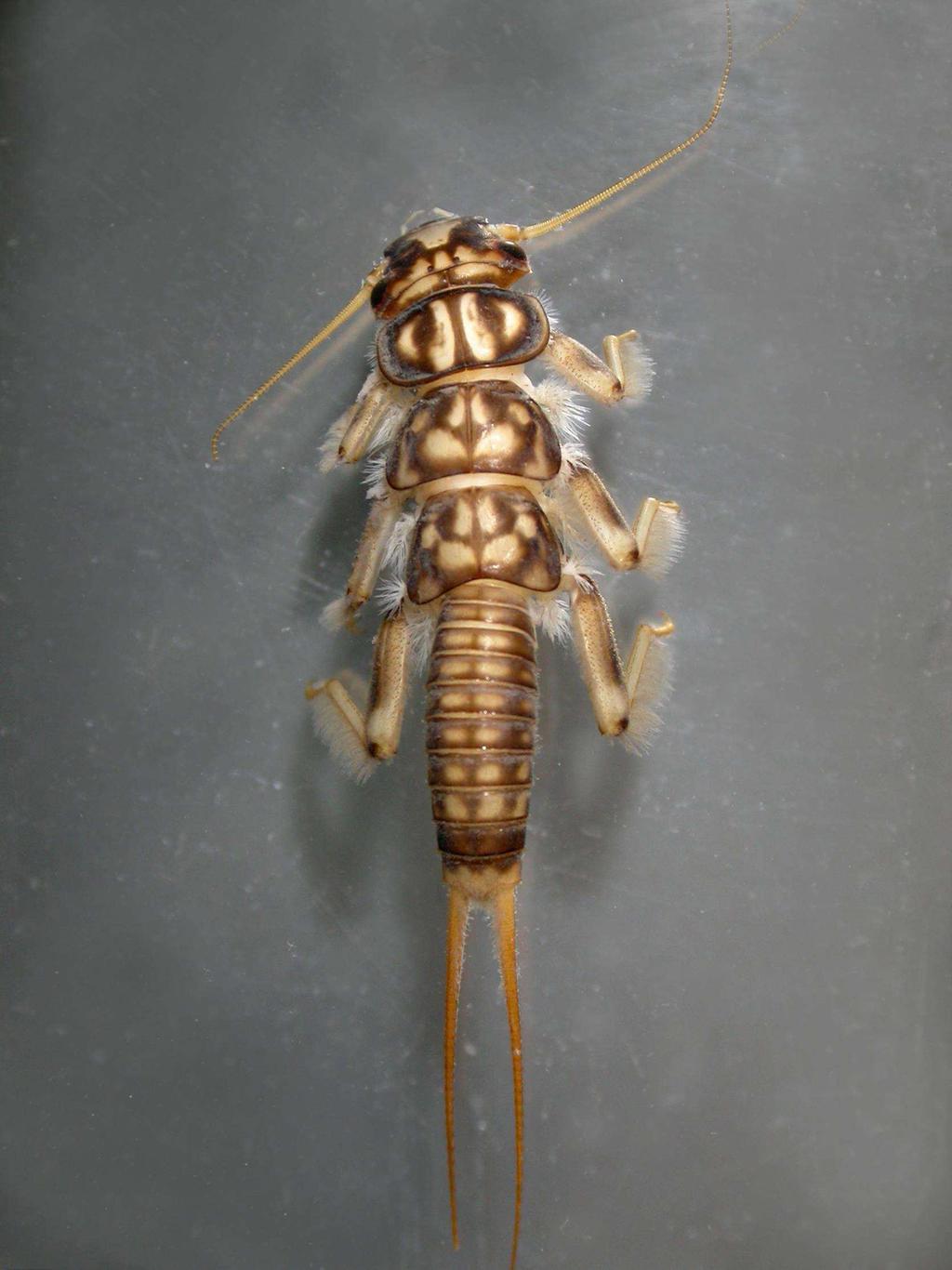 a říček Leuctridae od nejvyšších