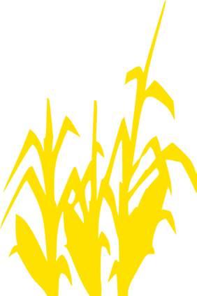 Čirok Saaten-Union Čirok Doporučená technologie pěstování Čirok pro svůj počáteční růst vyžaduje vyšší teploty než kukuřice.