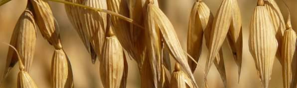 Kukuřice Obiloviny Olejniny Jeteloviny Luskoviny Pšenice špalda jarní WIRTAS Wirtas je první odrůdou jarní špaldy na evropském trhu, která se vyznačuje výborným zdravotním stavem.