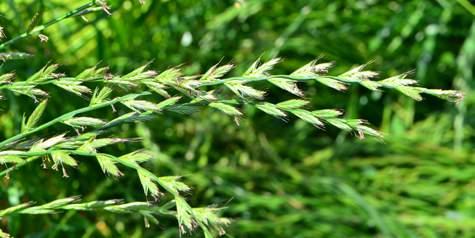 Kukuřice Obiloviny Travní směsi Travní směsi Ostatní Olejniny Jeteloviny Luskoviny Nabízíme kvalitní certifikované travní směsi, případně jejich komponenty.