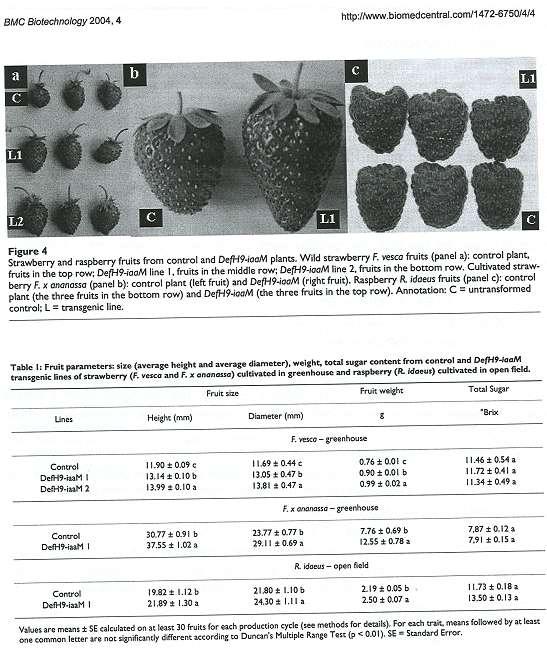 Není nad kvalitní BERRIES Bruno MEZZETI 2004