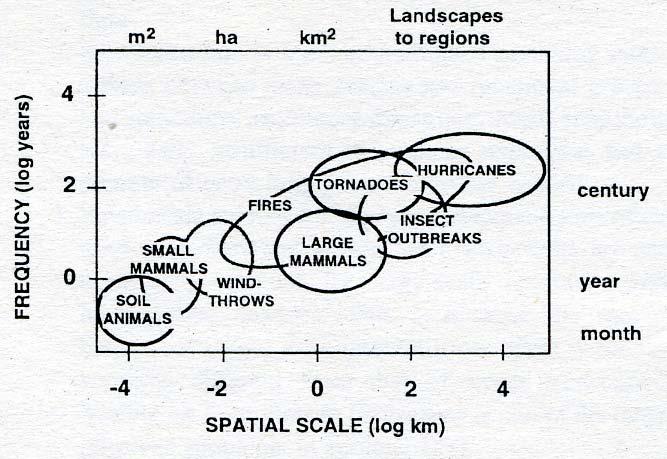 Koop (1989) Jednotlivé typy disturbancí mají charakteristický prostorový a