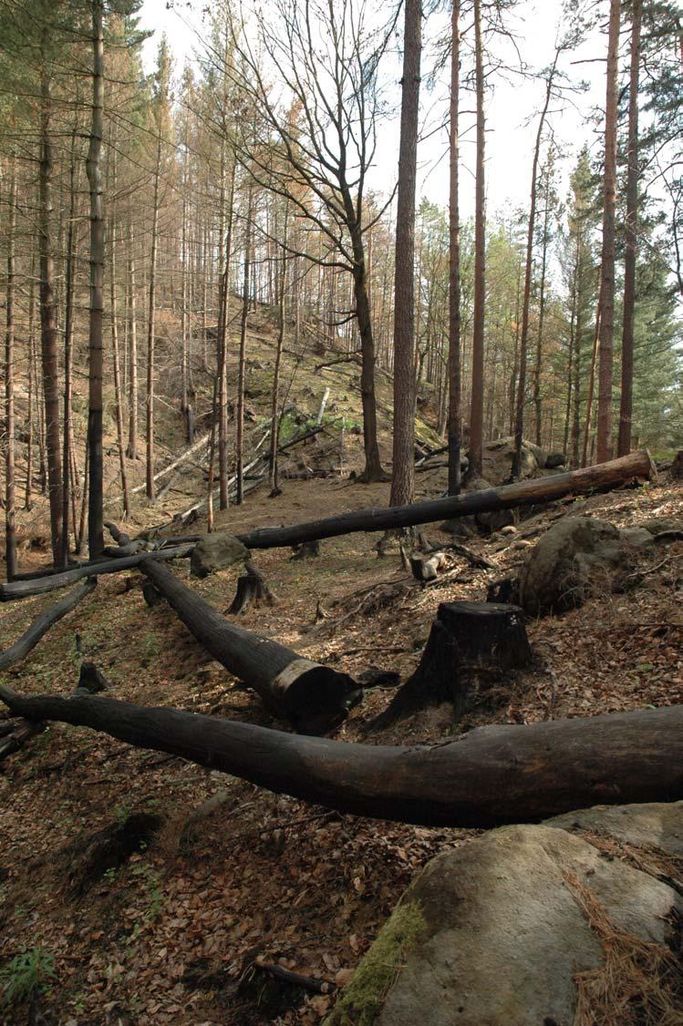 Oheň ve středoevropských temperátních lesích