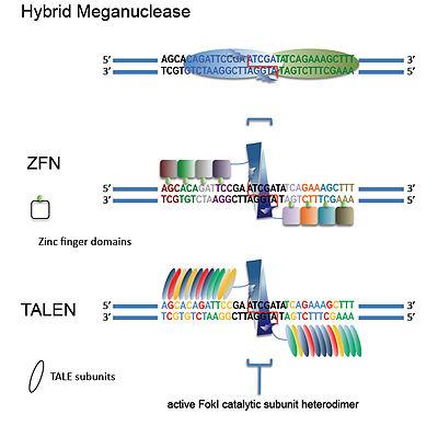 Typy nukleáz používané pro editaci genomů Rozpoznání sekvence Interakce protein x DNA