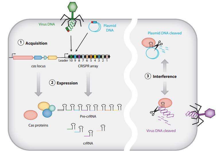 Systém CRISPR/Cas - přirozený obraný