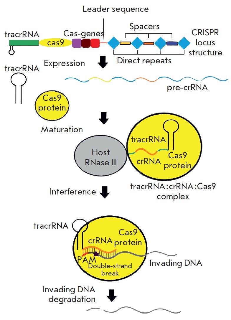 Fungování CRISPR-Cas9 komplexu systém pravidelně uspořádaných mezerníků mezi repeticemi CRISPR lokusu cizorodé DNA rozpoznány proteiny Cas (CRISPR associated proteins) a začleněny do CRISPR lokusu