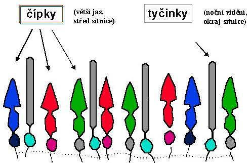 Sítnice lidského oka Sítnice obsahuje asi 7