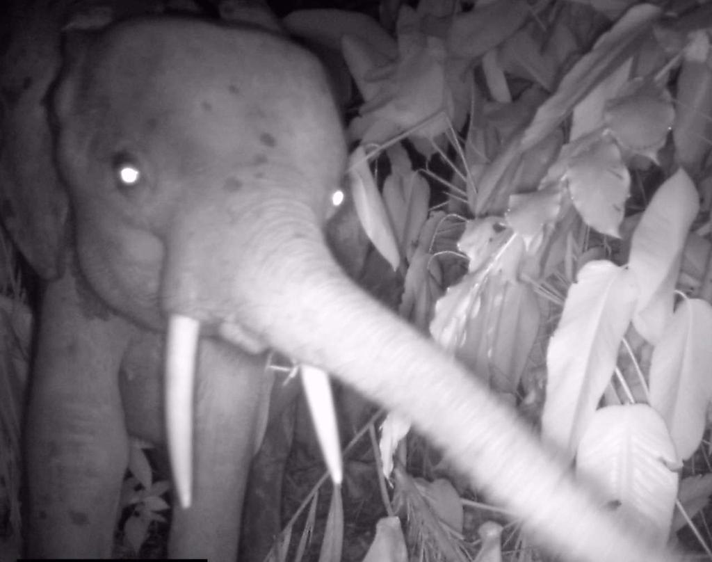 Mršina slona, navštívená po více než dvou měsících