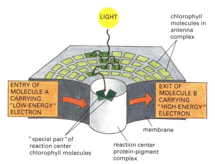 Zjednodušený model světlosběrného systému a RC Oba fotosystémy obsahují