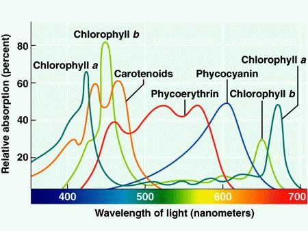 Úloha fotosyntetických pigmentů: vlastní fotochemická přeměna energie v reakčních centrech (ch a) zachycení fotonů a přenos excitace do reakčního centra (barviva zabudovaná v bílkovinných