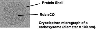 AkGvní transport HCO 3 - u sinic Karboxysomy (u sinic a Glaucophyt) útvary uzavřené jednovrstevnou proteinovou membránou, obsahují enzym RubisCO a karboanhydrázu.