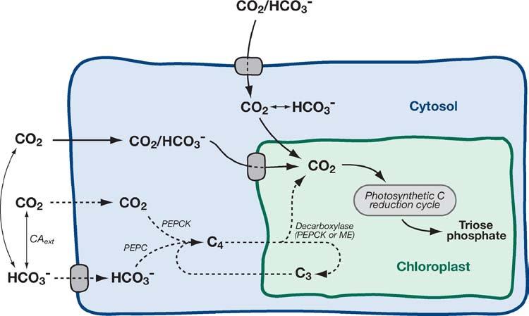 Eukaryontní řasy Pyrenoid - obdoba karboxyzomu ne všechny řasy s CCMs ho mají!