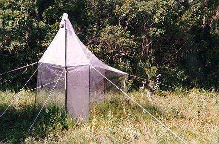 Malaise trap, flight