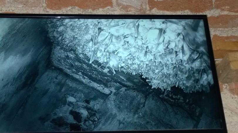Záběry z infrakamery instalované v úkrytu vrápenců malých (na Sovinci) či netopýrů velkých (na Točníku a v Jevišovicích) byly promítány na obrazovku umístěnou na prohlídkové trase.