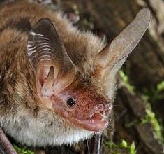 Pipistrellus pygmaeus Nyctalus noctula Eptesicus serotinus Plecotus austriacus Vespertilio murinus Myotis mystacinus