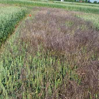 apyros HERbICIDY Rozsah povoleného použití Plodina Plevele Dávkování OL pšenice ozimá, pšenice jarní pšenice ozimá, pšenice jarní pýr plazivý, svízel přítula, heřmánek,