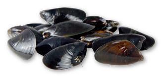 DÁNSKÉ MUŠLE, síťka 1kg (živé, očištěné, bez řas a písku) Slávka jedlá (Mytilus edulis), odloveno v moři, oblast odlovu FAO 27 -