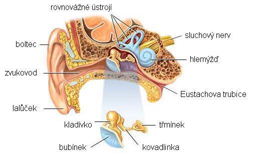 2 FYZIOLOGICKÁ AKUSTIKA Sdružuje poznatky z fyzikální akustiky a fyziologie, což umožňuje popsat proces detekce zvuku člověkem.