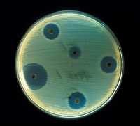 CITLIVOST MIKROORGANISMŮ NA ATB Kvalitativní vyšetření: Určujeme na který druh ATB je mikrob citlivý Na agar se nanese suspenze vyšetřovaného mikroba, na povrh agaru se položí malé papírové disky